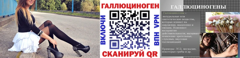 где купить   Чудово  Псилоцибиновые грибы Psilocybe 